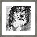 Australian Shepherd Dog Sketch Framed Print