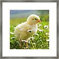 Austria, Baby Chicken In Meadow, Close Framed Print