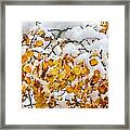 Autumn Aspen Leaves In The Snow Framed Print