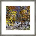 Autumn Beech Forest Hessen Germany Framed Print