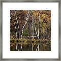 Autumn Birches Framed Print