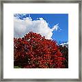 Autumn Blaze Framed Print