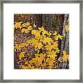 Autumn Blur Framed Print