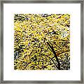 Autumn Color Framed Print