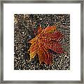 Autumn Colors And Playful Sunlight Patterns - Maple Leaf Framed Print