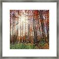 Autumn Cypress - Fall - Trees Framed Print