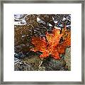 Autumn Down Under Framed Print