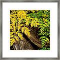 Autumn Ferns Framed Print