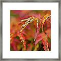 Autumn Fingers Framed Print