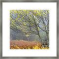 Autumn Fog Dolly Sods Framed Print