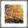 Autumn Glory Framed Print