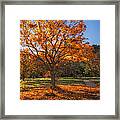Autumn Glow Framed Print