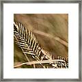 Autumn Grasses Framed Print