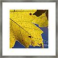 Autumn No. 1 Framed Print