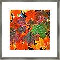 Autumn Leaf Progression Framed Print