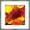 Autumn Leaves Framed Print