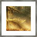 Autumn Light Framed Print