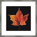 Autumn Maple Leaf 2 Framed Print