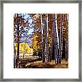 Autumn Paint Chama New Mexico Framed Print