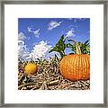 Autumn Pumpkin Patch - Fall - Halloween Framed Print