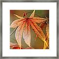 Autumn Splendor 4 Framed Print