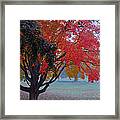 Autumn Splendor Framed Print