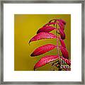 Autumn Sumac Framed Print