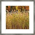 Autumn Sunlight On Marsh Reeds Framed Print