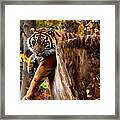 Autumn Tiger Framed Print