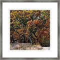 Autumn Trail 2 Framed Print