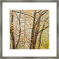 Autumn Trees By Jo Ann Tomaselli Framed Print