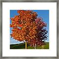 Autumn Trees Framed Print