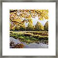 Autumn Trees Framed Print