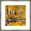Autumn With A Squirrel - Autumn Art By Giada Rossi Framed Print