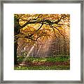 Autumn Woods, Peak District Framed Print