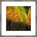 Autumnal Road Framed Print