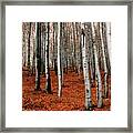 Autumnal Scene In Silver Birch Forest Framed Print