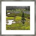 Avalanche Lilies At Paradise Valley Framed Print