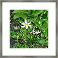 Avalanche Lily Framed Print