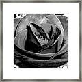 Awakened Black Rose Framed Print