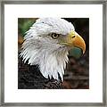 Awesome American Bald Eagle Framed Print