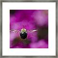 Azalea Bush Bee Framed Print