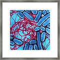 B2201367 - Salmonella Enteritidis Framed Print