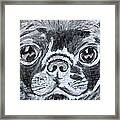 Baby Black Pug Framed Print