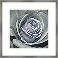 Baby Blue Rose Framed Print
