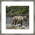 Baby Brown Bear Cub Walking Along Shore Of Funnel Creek Framed Print