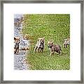Baby Coyotes On The Run Framed Print