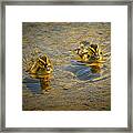 Baby Ducks Framed Print