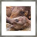 Baby Elephant Framed Print