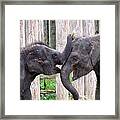 Baby Elephants - Bowie And Belle Framed Print